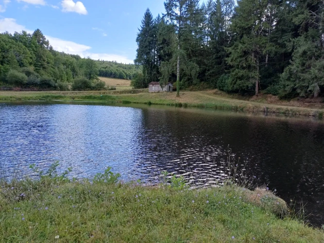 Photos 1 - Forestière - Propriété forestière entre Périgord et Limousin