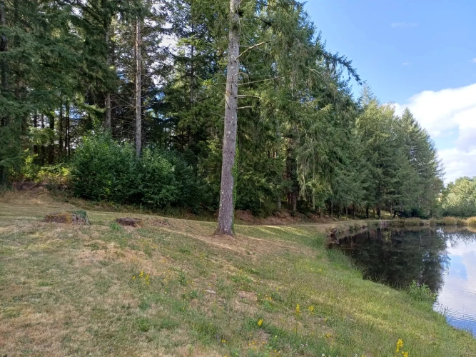 Photos 2 - Forestière - Propriété forestière entre Périgord et Limousin