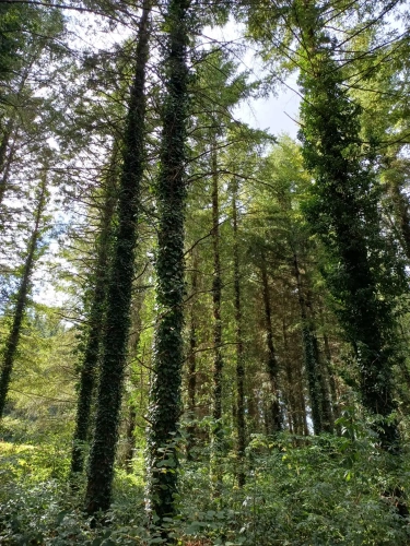 Photos 3 - Forestière - Propriété forestière entre Périgord et Limousin