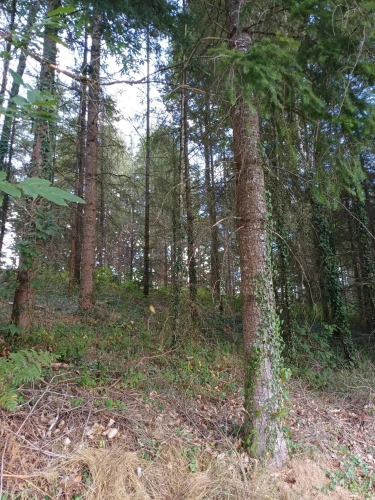 Photos 4 - Forestière - Propriété forestière entre Périgord et Limousin