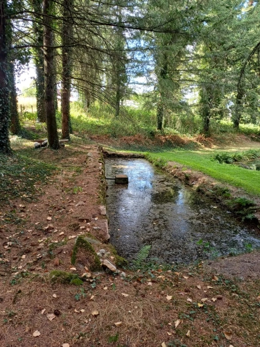 Photos 5 - Forestière - Propriété forestière entre Périgord et Limousin