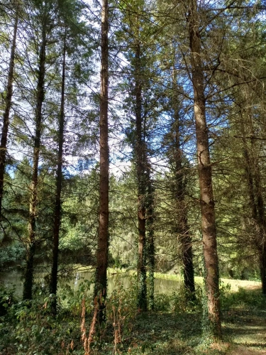 Photos 6 - Forestière - Propriété forestière entre Périgord et Limousin
