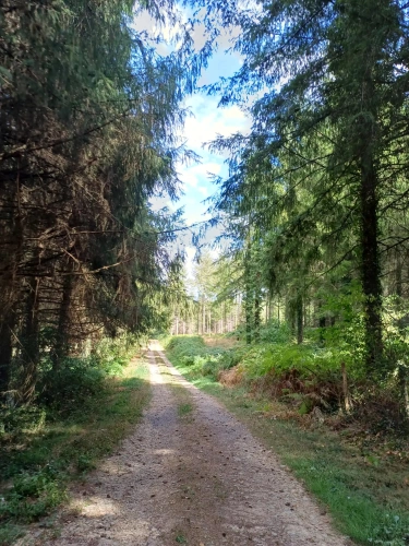 Photos 7 - Forestière - Propriété forestière entre Périgord et Limousin