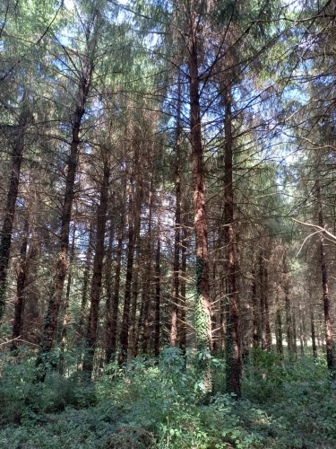 Photos 8 - Forestière - Propriété forestière entre Périgord et Limousin
