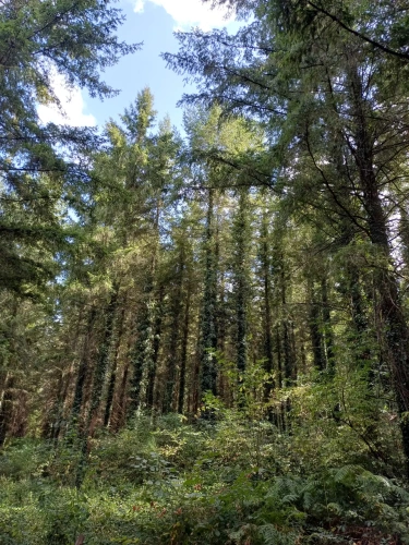 Photos 9 - Forestière - Propriété forestière entre Périgord et Limousin