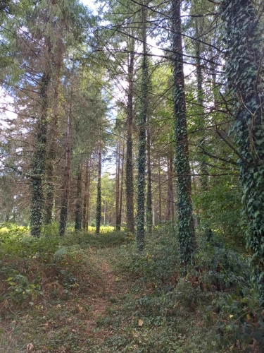 Photos 11 - Forestière - Propriété forestière entre Périgord et Limousin