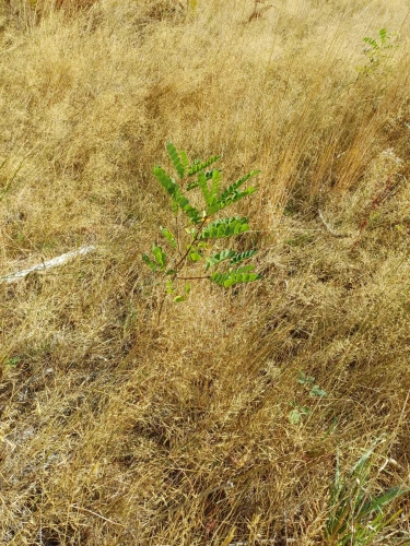 Photos 12 - Forestière - Propriété forestière entre Périgord et Limousin