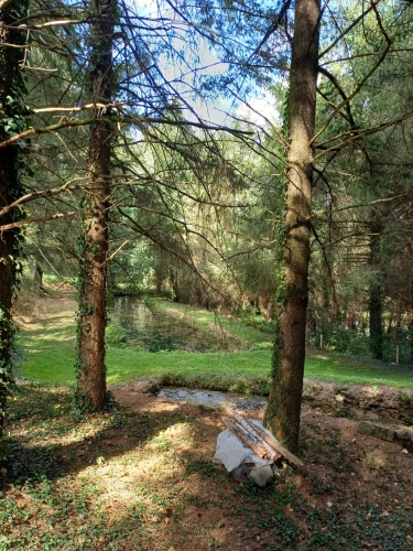 Photos 14 - Forestière - Propriété forestière entre Périgord et Limousin