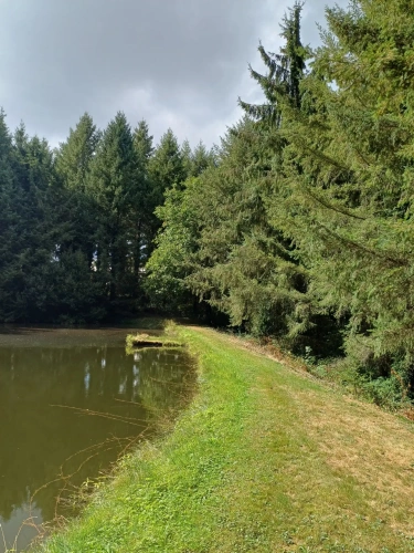 Photos 15 - Forestière - Propriété forestière entre Périgord et Limousin