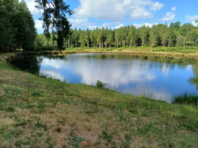 Photos 16 - Forestière - Propriété forestière entre Périgord et Limousin