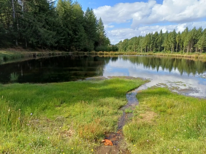Photos 17 - Forestière - Propriété forestière entre Périgord et Limousin