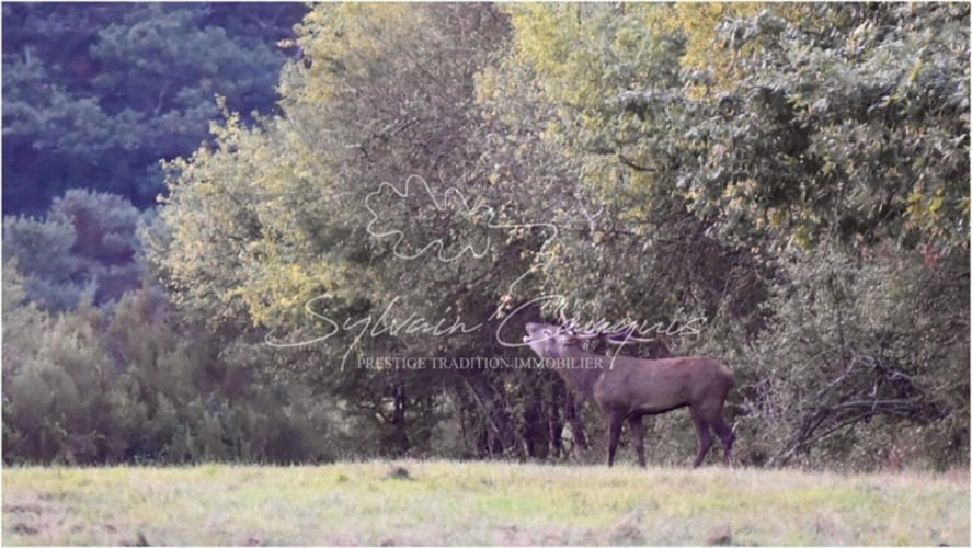 Photos 1 - Forestière - Domaine de Chasse et d'Agrément de 230 hectares en Sologne