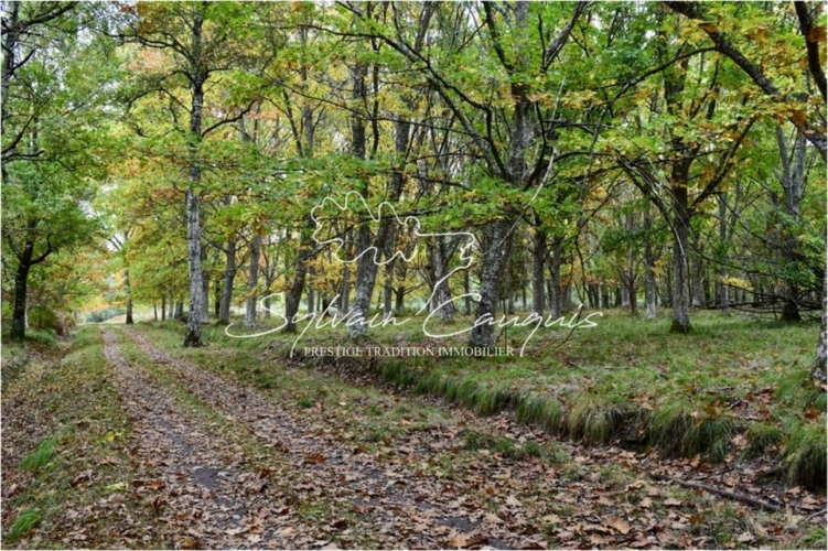 Photos 3 - Forestière - Domaine de Chasse et d'Agrément de 230 hectares en Sologne