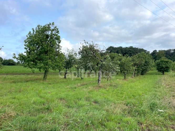 Photos 2 - Agricultural - 12,000 m² of agricultural land with an apple orchard – nature and tranquility – Nivillac