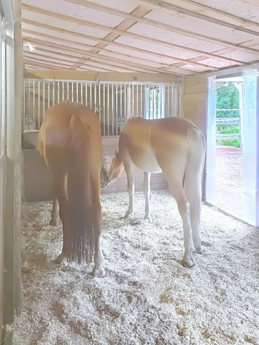 Photos 11 - Équestre - Propriété équestre à proximité des frontières Luxembourgeoises et Allemandes