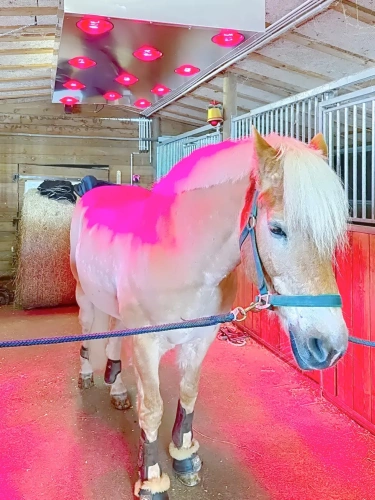 Photos 12 - Équestre - Propriété équestre à proximité des frontières Luxembourgeoises et Allemandes