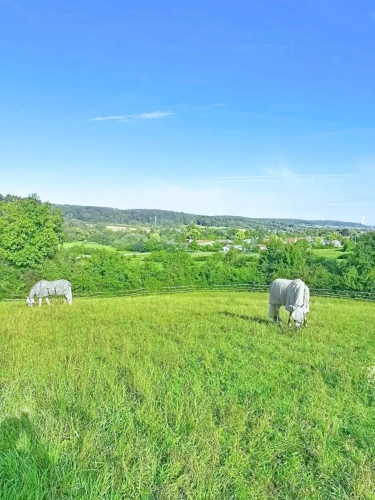 Photos 14 - Équestre - Propriété équestre à proximité des frontières Luxembourgeoises et Allemandes