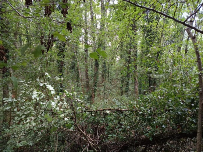 Photos 8 - Agricole - Terrain agricole