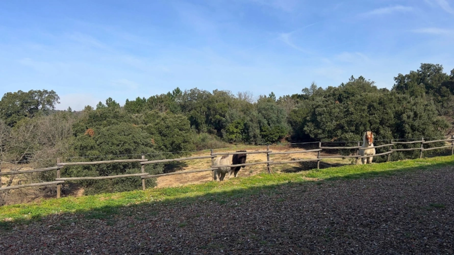 Photos 12 - Équestre - Propriété de caractère de 2 hectares proche du Golfe de St-Tropez (83)