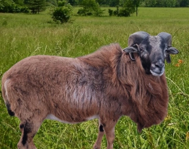 Photos 7 - Équestre - Propriete à vendre avec FERME T4 proche proche EPINAL (88) sur environ 1 hectare pleine nature