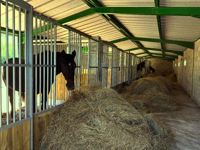 Photos 7 - Équestre - Propriété équestre 7 ha plats – Villa + appartement – 16 boxes – À 45 min de Nice