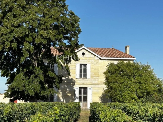 Photos 6 - Viticole - À vendre – Domaine viticole bordelais emblématique au terroir d’exception