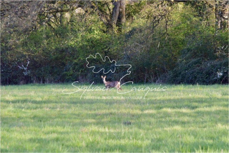 Photos 1 - Prestige - Propriété de Chasse ou d'Agrément de 39 hectares