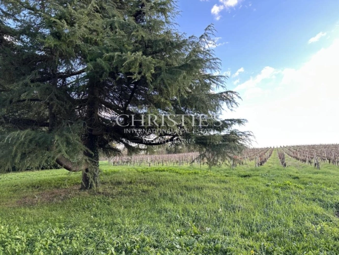 Photos 4 - Viticole - Domaine viticole au coeur de l'appellation Fronsac : Charme et Authenticité