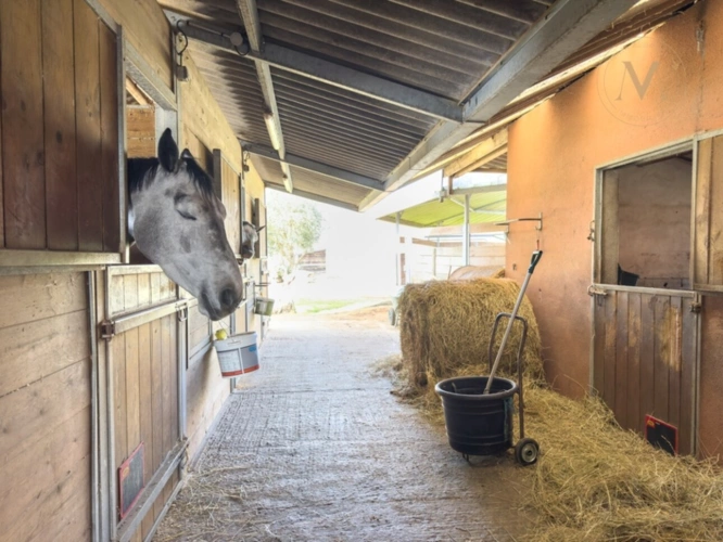 Photos 17 - Équestre - Propriété équestre de standing – Installations haut de gamme – 5 ha – Un bien rare offrant des infrastructures professionnelles, une maison confortable et un environnement priviligé à MOISSAC (82)