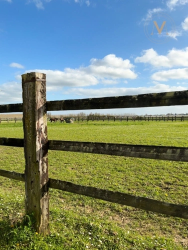 Photos 20 - Équestre - Propriété équestre de standing – Installations haut de gamme – 5 ha – Un bien rare offrant des infrastructures professionnelles, une maison confortable et un environnement priviligé à MOISSAC (82)