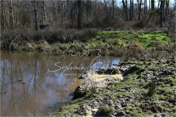 Photos 5 - Forestière - Propriété de Chasse ou d'Agrément de 60 hectares en Sologne