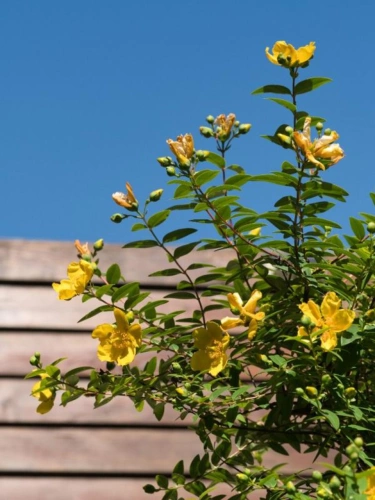 Photos 10 - Prestige - Chalet