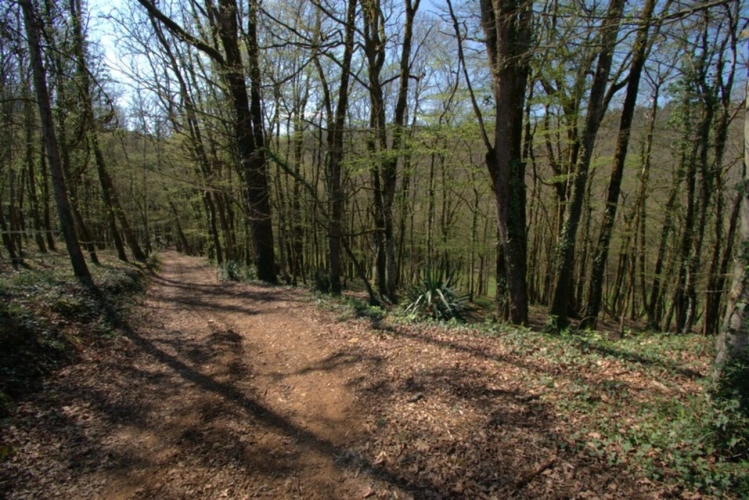 Photos 8 - Prestige - SAINT GENIES (24), vente propriété 277 m2 sur 4 ha, gîtes en activité