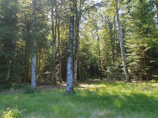 Photos 4 - Forestière - Centre de vacances en pleine nature et son domaine forestier en Corrèze