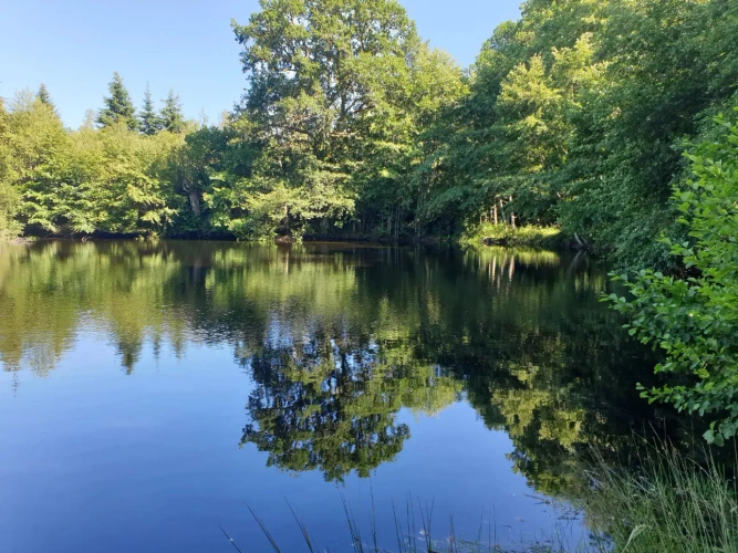 Photos 5 - Forestière - Centre de vacances en pleine nature et son domaine forestier en Corrèze