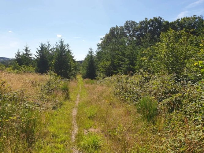 Photos 11 - Forestière - Centre de vacances en pleine nature et son domaine forestier en Corrèze