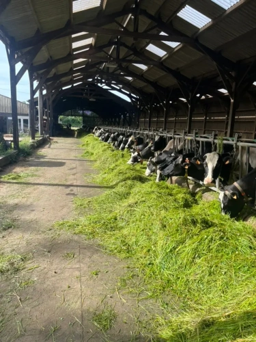 Photos 5 - Agricole - La ferme du pays de Cornouaille