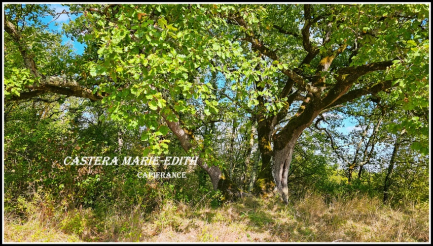 Photos 10 - Prestige - Propriete à vendre-Maison 7 pièces + bâtiments- 85,61 HECTARES  proche de VIC FEZENSAC (32)