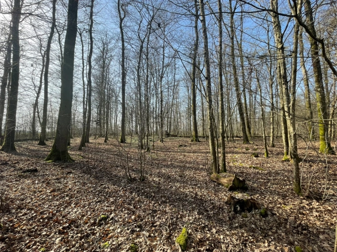 Photos 1 - Forestière - Forêt feuillue à dominante chêne de 9,10 ha en Champagne humide