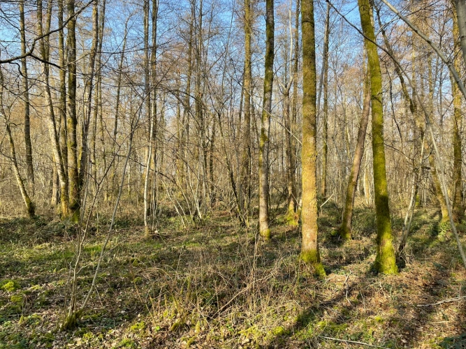 Photos 2 - Forestière - Forêt feuillue à dominante chêne de 9,10 ha en Champagne humide