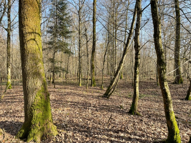 Photos 3 - Forestière - Forêt feuillue à dominante chêne de 9,10 ha en Champagne humide