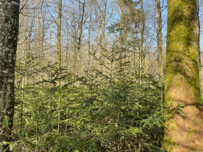 Photos 4 - Forestière - Forêt feuillue à dominante chêne de 9,10 ha en Champagne humide