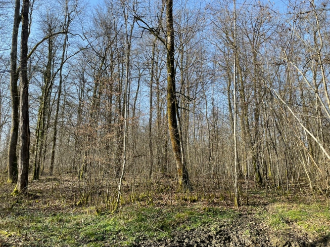 Photos 5 - Forestière - Forêt feuillue à dominante chêne de 9,10 ha en Champagne humide