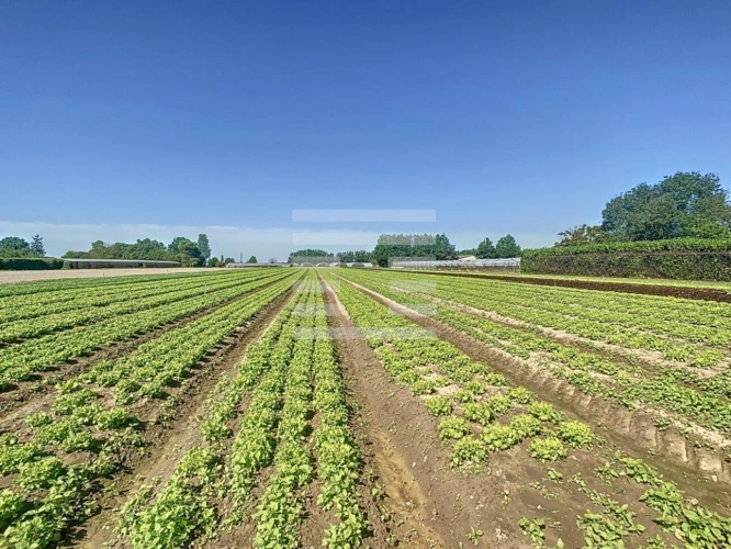 Photos 9 - Agricole - Horticole / Maraîchage