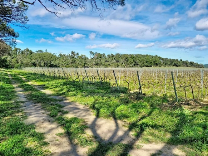 Photos 1 - Viticole - Propriété viticole