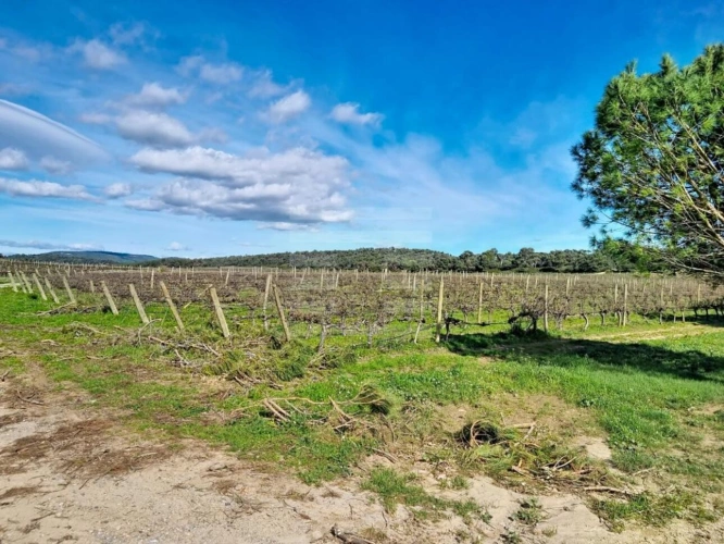 Photos 2 - Viticole - Propriété viticole
