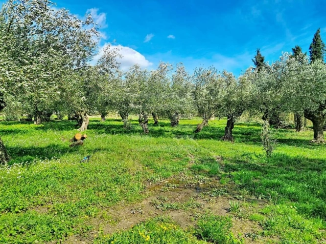 Photos 3 - Viticole - Propriété viticole