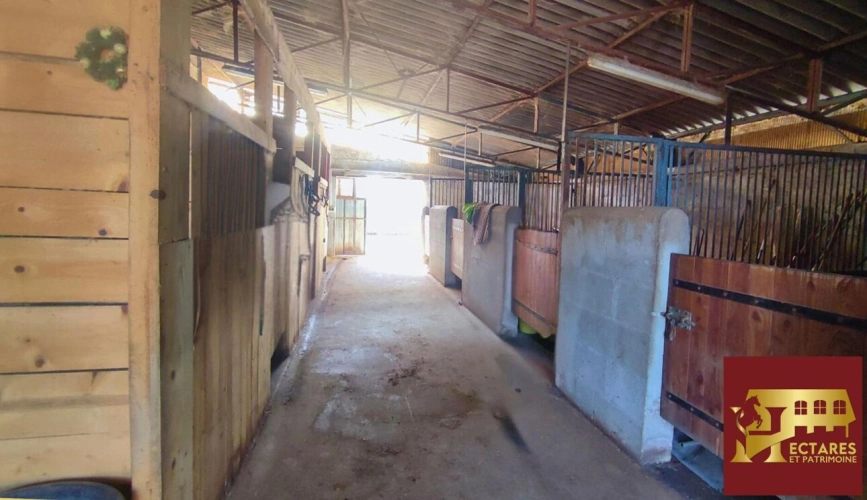 Photos 14 - Équestre - Propriété équestre 6,5 hectares attenants