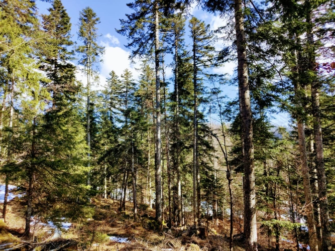 Photos 1 - Forestière - Propriété forestière de 3,12 ha dans le Haut-Jura
