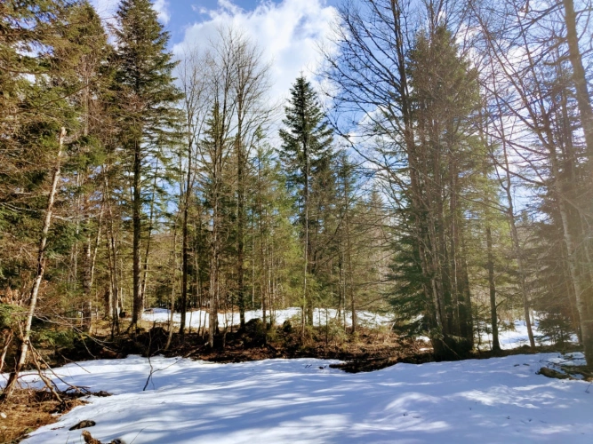 Photos 2 - Forestière - Propriété forestière de 3,12 ha dans le Haut-Jura